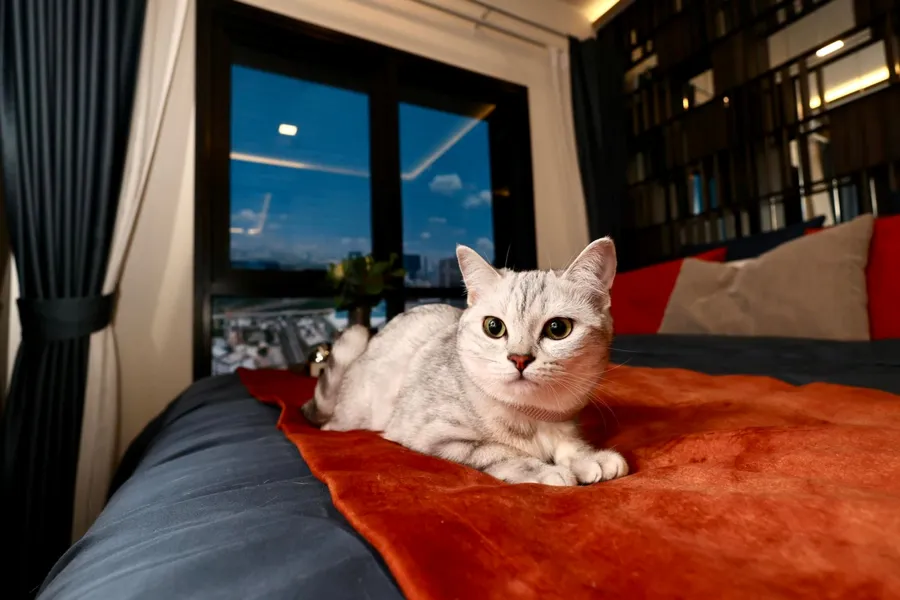 รวมคอนโด เลี้ยงสัตว์ได้ Pet Friendly โครงการใหม่ ไม่ต้องรู้สึกผิดกับเพื่อนข้างห้อง 