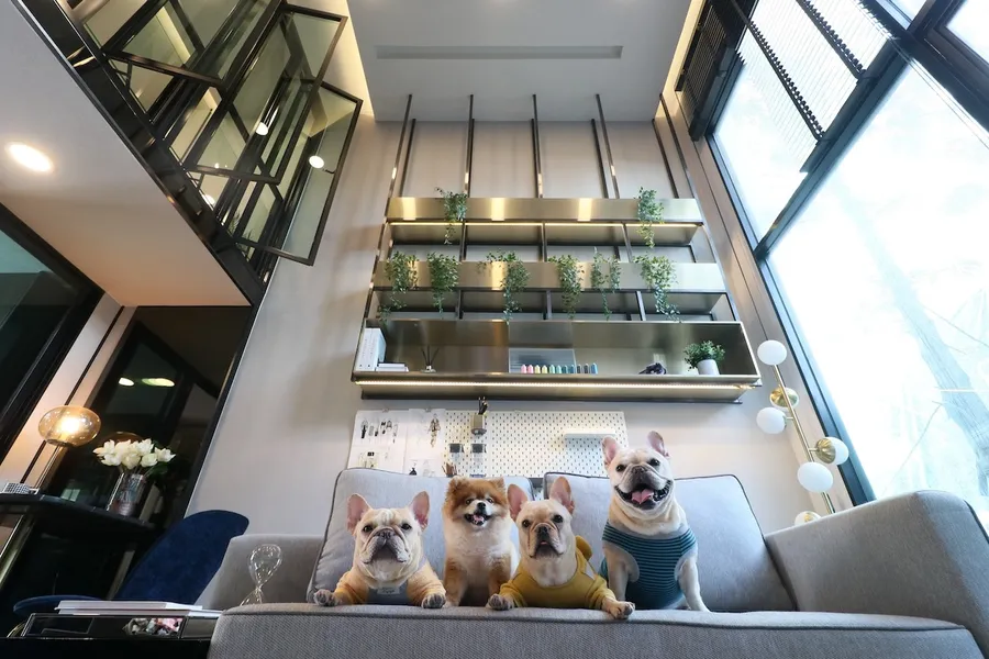 รวมคอนโด เลี้ยงสัตว์ได้ Pet Friendly โครงการใหม่ ไม่ต้องรู้สึกผิดกับเพื่อนข้างห้อง 