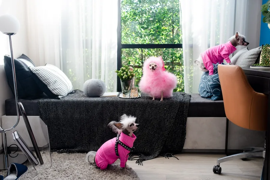 รวมคอนโด เลี้ยงสัตว์ได้ Pet Friendly โครงการใหม่ ไม่ต้องรู้สึกผิดกับเพื่อนข้างห้อง 
