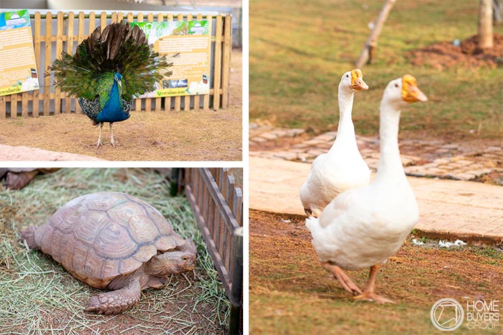 เปิดอาณาจักร Khonkaen Exotic Pet and The Fountain Show เปิดอาณาจักร Khonkaen Exotic Pet and The Fountain Show