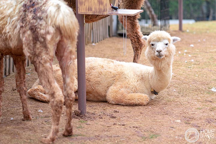 เปิดอาณาจักร Khonkaen Exotic Pet and The Fountain Show เปิดอาณาจักร Khonkaen Exotic Pet and The Fountain Show