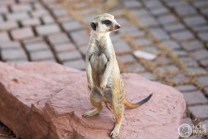 เปิดอาณาจักร Khonkaen Exotic Pet and The Fountain Show เปิดอาณาจักร Khonkaen Exotic Pet and The Fountain Show