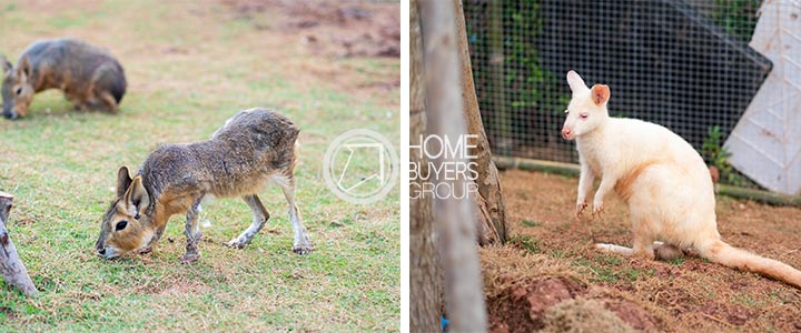 เปิดอาณาจักร Khonkaen Exotic Pet and The Fountain Show เปิดอาณาจักร Khonkaen Exotic Pet and The Fountain Show
