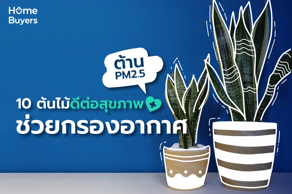 10 ต้นไม้ดีต่อสุขภาพ ช่วยกรองอากาศ ต้าน pm 2.5