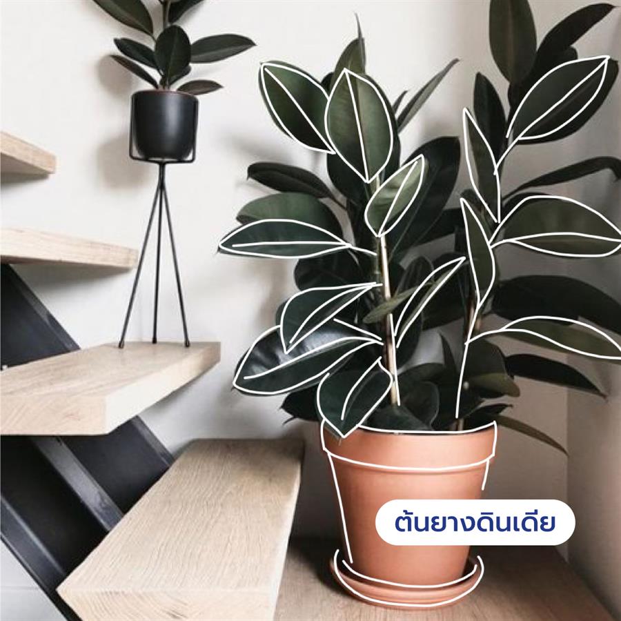 10 ต้นไม้ดีต่อสุขภาพ ช่วยกรองอากาศ ต้าน pm 2.5