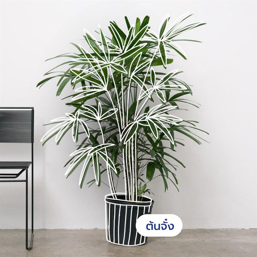 10 ต้นไม้ดีต่อสุขภาพ ช่วยกรองอากาศ ต้าน pm 2.5