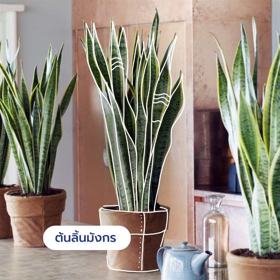 10 ต้นไม้ดีต่อสุขภาพ ช่วยกรองอากาศ ต้าน pm 2.5