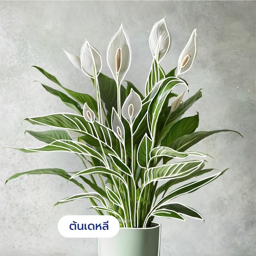 10 ต้นไม้ดีต่อสุขภาพ ช่วยกรองอากาศ ต้าน pm 2.5