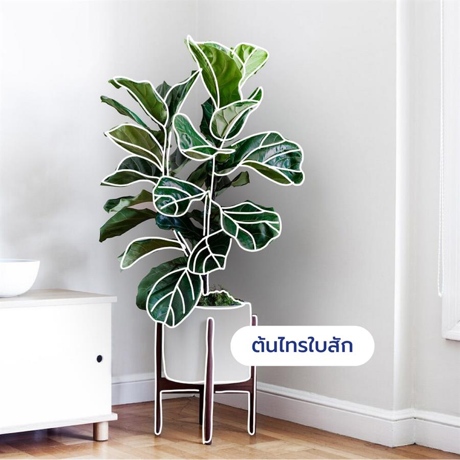 10 ต้นไม้ดีต่อสุขภาพ ช่วยกรองอากาศ ต้าน pm 2.5