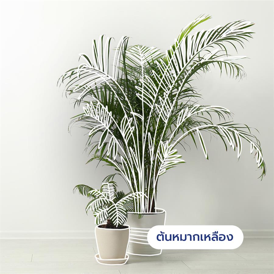 10 ต้นไม้ดีต่อสุขภาพ ช่วยกรองอากาศ ต้าน pm 2.5