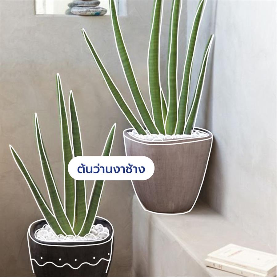 10 ต้นไม้ดีต่อสุขภาพ ช่วยกรองอากาศ ต้าน pm 2.5