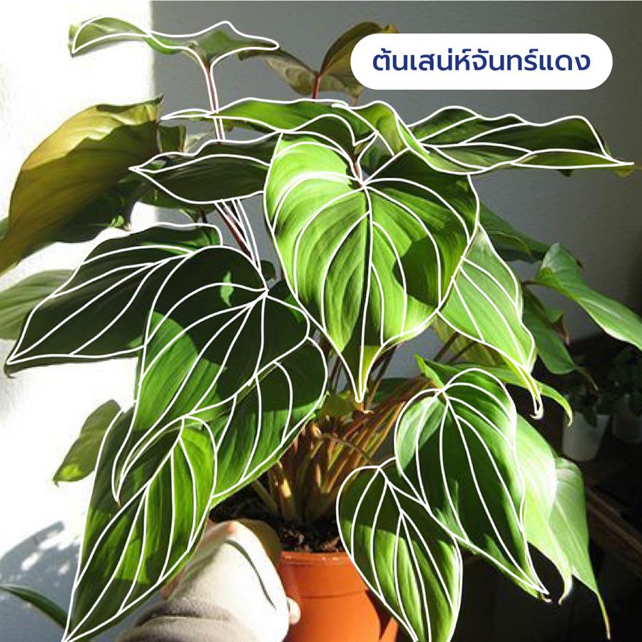 10 ต้นไม้ดีต่อสุขภาพ ช่วยกรองอากาศ ต้าน pm 2.5