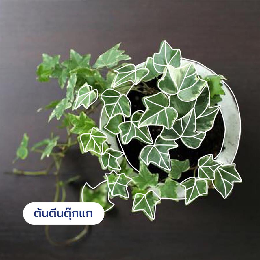 10 ต้นไม้ดีต่อสุขภาพ ช่วยกรองอากาศ ต้าน pm 2.5