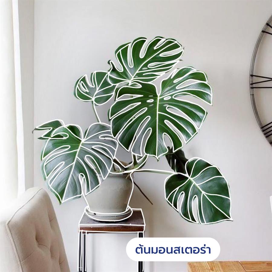 10 ต้นไม้ดีต่อสุขภาพ ช่วยกรองอากาศ ต้าน pm 2.5