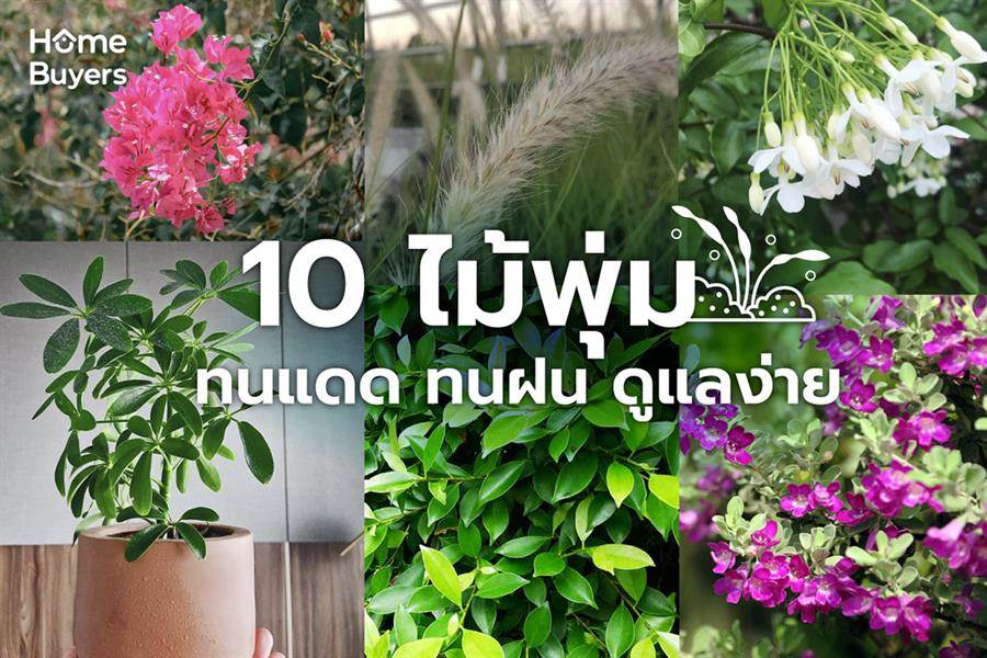 10 ไม้พุ่ม ทนแดด ทนฝน ดูแลง่าย 10 ไม้พุ่ม ทนแดด ทนฝน ดูแลง่าย