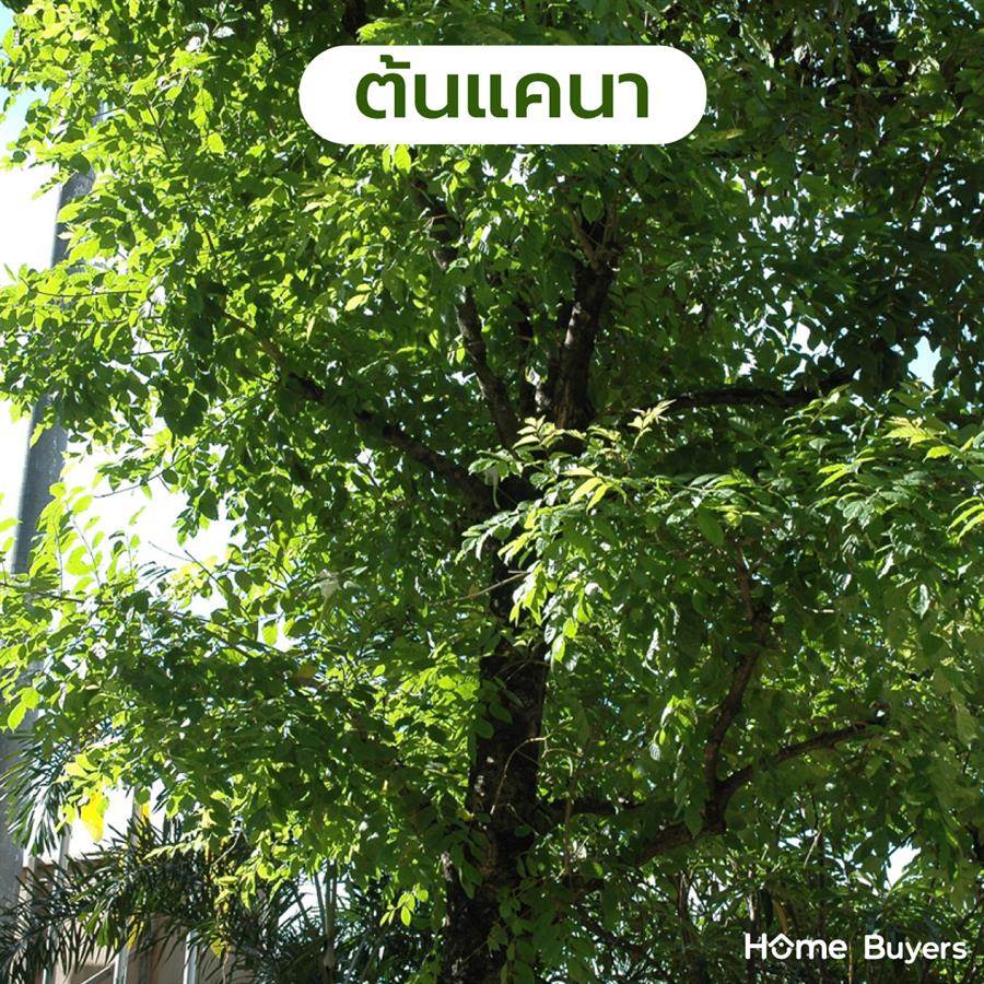 แนะนำพันธุ์ ต้นไม้ใหญ่ ให้ร่มเงา รากไม่ทำลายโครงสร้างบ้าน