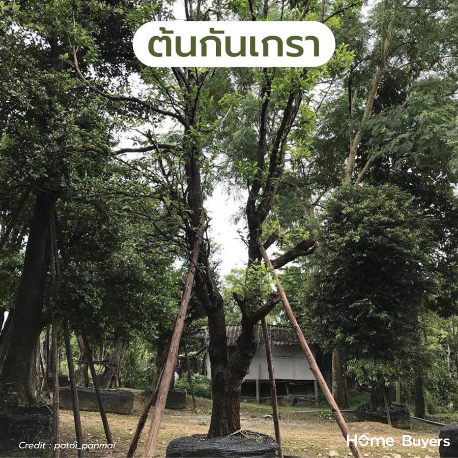 แนะนำพันธุ์ ต้นไม้ใหญ่ ให้ร่มเงา รากไม่ทำลายโครงสร้างบ้าน