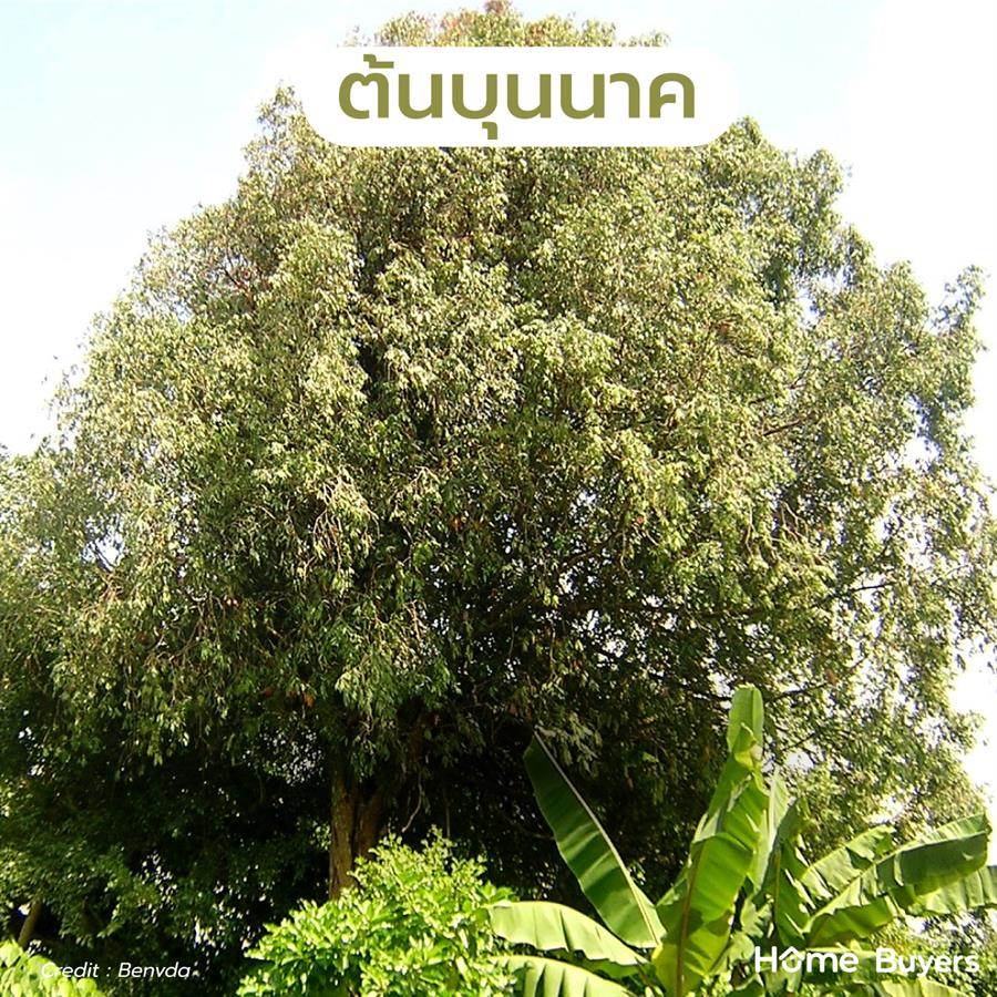 แนะนำพันธุ์ ต้นไม้ใหญ่ ให้ร่มเงา รากไม่ทำลายโครงสร้างบ้าน