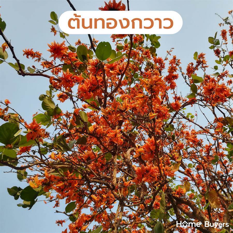 แนะนำพันธุ์ ต้นไม้ใหญ่ ให้ร่มเงา รากไม่ทำลายโครงสร้างบ้าน