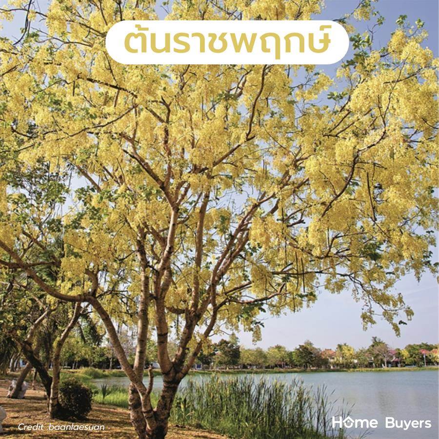 แนะนำพันธุ์ ต้นไม้ใหญ่ ให้ร่มเงา รากไม่ทำลายโครงสร้างบ้าน
