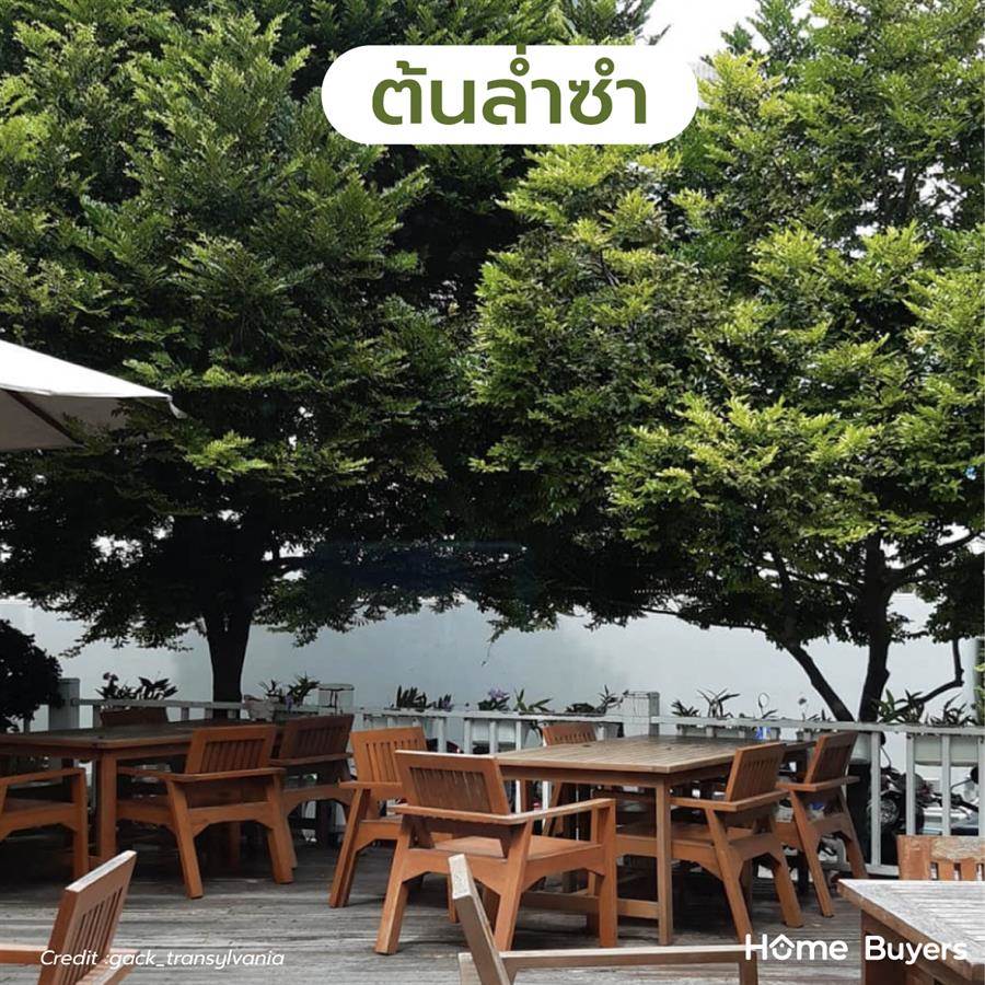 แนะนำพันธุ์ ต้นไม้ใหญ่ ให้ร่มเงา รากไม่ทำลายโครงสร้างบ้าน
