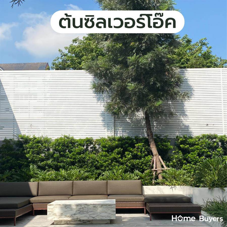 แนะนำพันธุ์ ต้นไม้ใหญ่ ให้ร่มเงา รากไม่ทำลายโครงสร้างบ้าน