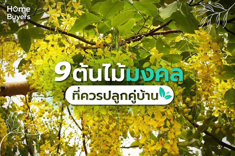 9 ไม้มงคลไทย ควรปลูกคู่บ้าน เพิ่มความสิริมงคล 9 ไม้มงคลไทย ควรปลูกคู่บ้าน เพิ่มความสิริมงคล