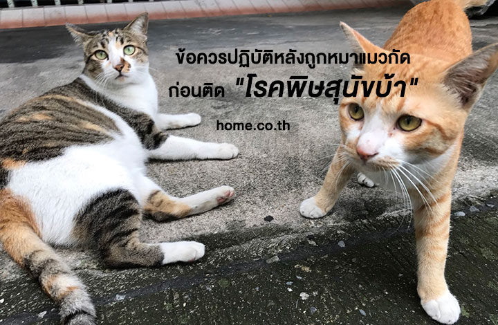 ข้อควรปฏิบัติหลังถูกหมาแมวกัด ก่อนติด โรคพิษสุนัขบ้า ข้อควรปฏิบัติหลังถูกหมาแมวกัด ก่อนติด โรคพิษสุนัขบ้า