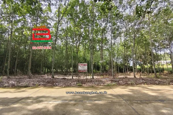 ที่ดินต้นยางพารา (พร้อมกรีด) เนื้อที่ 4-0-5 ไร่ วังจันทร์-ระยอง ใกล้เทศบาลตำบลชุมแสง ทางหลวงแผ่นดินหมายเลข 344 (บ้านบึง-แกลง) ตำบลพลงตาเอี่ยม อำเภอวังจันทร์ ระยอง