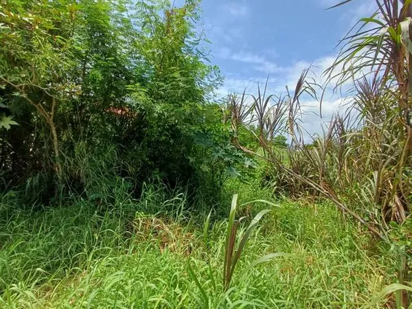 ขายที่ดิน 198 ตร.ว. ถนนสุขุมวิท 107 ซอยแบริ่ง 58 แยก 6 อยู่ด้านหลัง รร.เซนโยเซฟบางนา