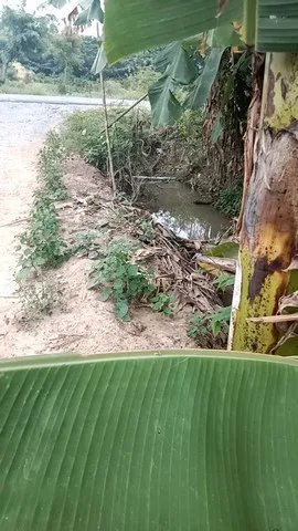 บอกขายที่ดินดีทำเลเหมาะน่าซื้อเก็บ ขายบ้านไม้ จ.สิงห์บุรี วิถีไทย ต.โพทะเล วิถีไทย 262 วา ต.โพทะเล อ.ค่ายบางระจัน สิงห์บ