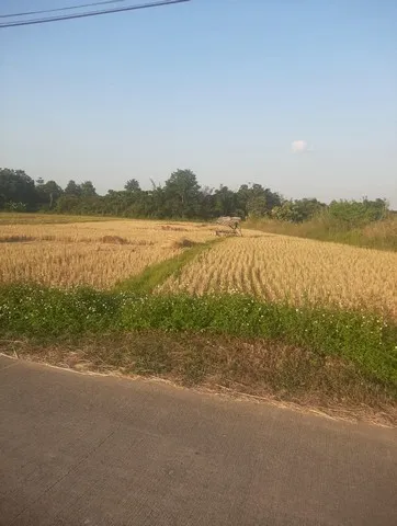 ขายที่ดิน 2ไร่ 80 ตร.วา ราคา 6.4ล้านบาท ใกล้วัดร้องขุ่น ต.ป่าอ้อดอนชัย อ.เมือง เชียงราย