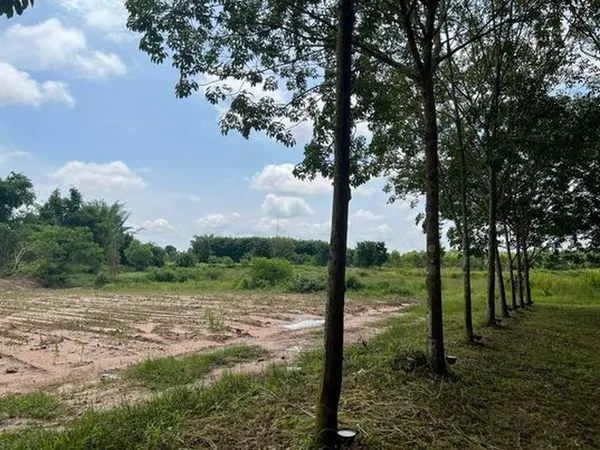 ขายที่ดิน 42ไร่ 8ล้านบาท โฉนดครุฑเขียว นส3ก. ถนนเข้าออก ต.หนองพันทา อ.โซ่พิศัย บึงกาฬ