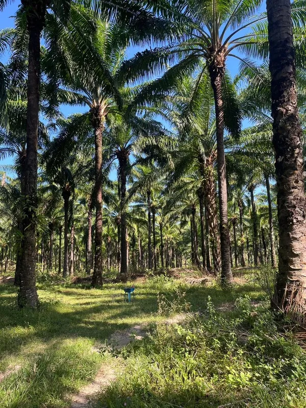 ขายที่ดิน สวนปาล์มน้ำมัน แปลงใหญ่เพื่อการลงทุน จังหวัดชุมพร – เจ้าของขายเอง