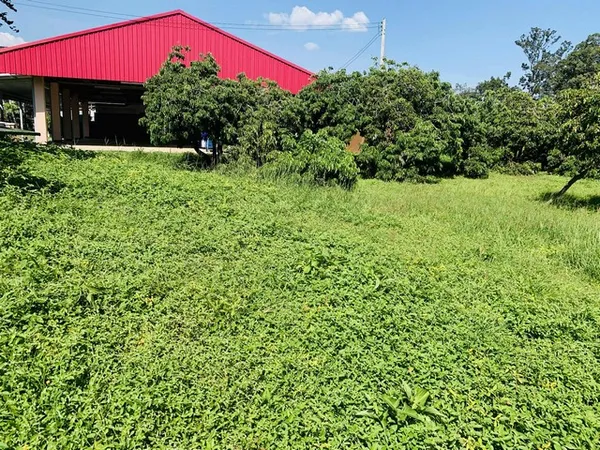 ขายที่ดินเปล่า 2งาน36ตรว. 1.5ลบ. น้ำไม่ท่วม น้ำประปา ไฟฟ้า เข้าถึง ต.ยางเนิ้ง อ.สารภี เชียงใหม่