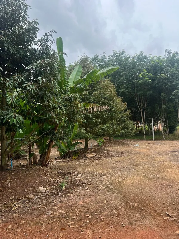 ขายสวนทุเรียน ทำเลทอง ติดถนน อำเภอวังจันทร์ จังหวัดระยอง