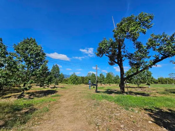 ขายสวนผลไม้ อำเภอขลุง  จันทบุรี พร้อมให้ผลผลิต 