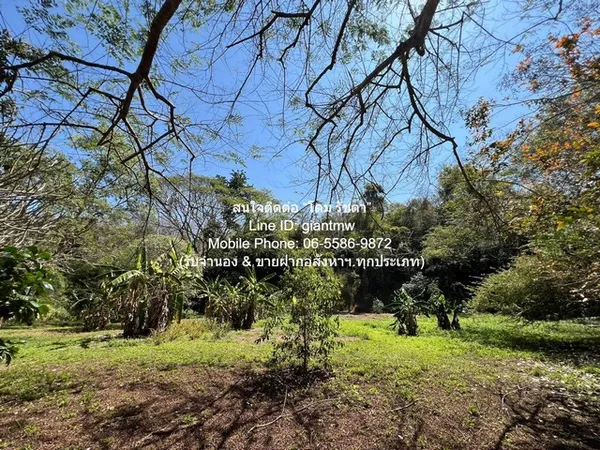 รหัส DSL-013 ต้องการขาย พื้นที่ดิน ขายที่ดินบนเนินเขา และที่ราบสลับซับซ้อนกันแปลงใหญ่ อ.ดอยสะเก็ด จ.เชียงใหม่ 23-2-68.9