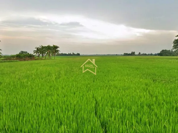 ขายถูก ที่ดิน 10 ไร่ ต.บ้านไร่ อ.บางกระทุ่ม จ.พิษณุโลก