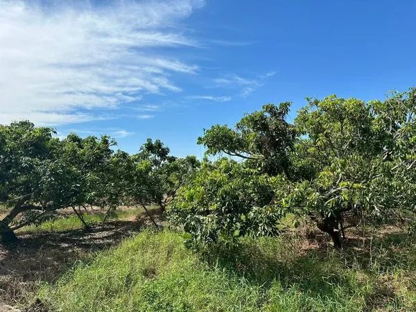 ขายสวนลำไยแปลงสวย 10-0-59 ไร่ หนองตอง อ.หางดง เชียงใหม่