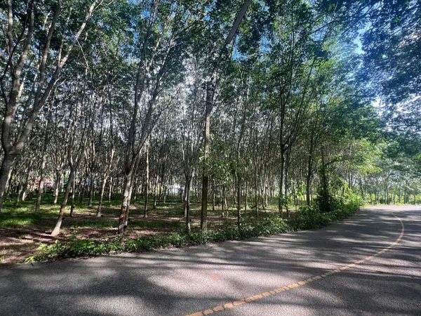 ขายที่ดินยกแปลง (2แปลงติดกัน) ติดถนนใหญ่ ทำเลดี อำเภอคลองหอยโข่ง จังหวัดสงขลา