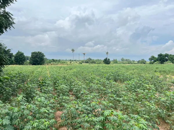 ขายที่ดินศรีราชา 28 ไร่ (แบ่งขายได้) และขยายเพิ่มได้อีก 11ไร่ ถ้าต้องการ พื้นที่สีส้มจุด ตำบลบึง ศรีราชา ชลบุรี ใกล้ท่าเรือแหลมฉบัง