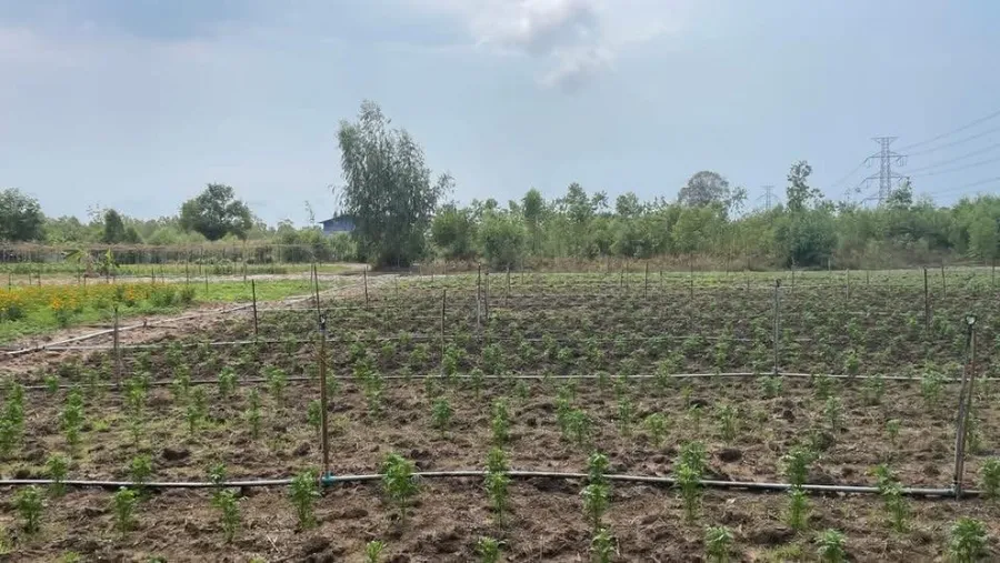 ขาย ที่ดินอุตสาหกรรม 38-3-79.3 ไร่ ทำเลมาบตาพุด จั