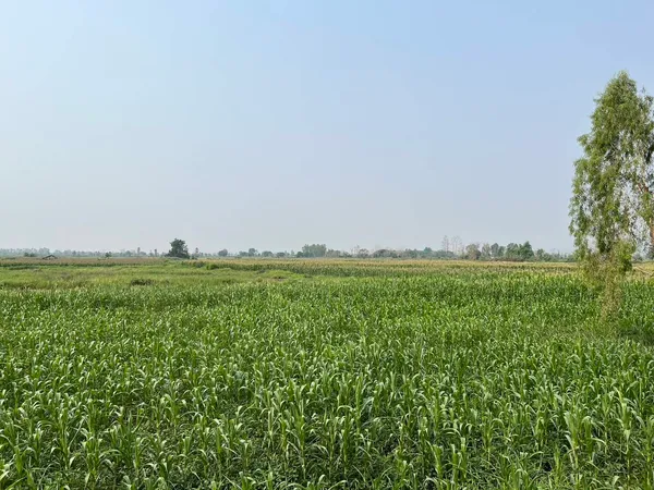 ที่ดินผืนใหญ่ 675 ไร่ ติดถนนใหญ่ อ.เชียงคำ จ.พะเยา