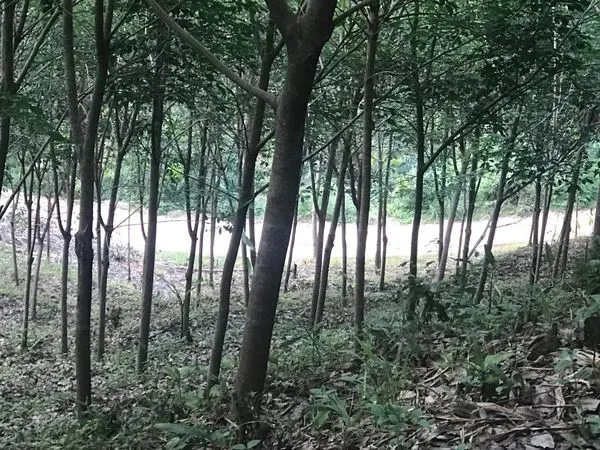 ขายด่วนที่ดิน วิวทะเล ทำเลสวย บรรยากาศดี เขาหลัก จังหวัดพังงา