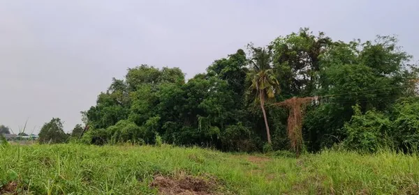 เดือนความรักหาทรัพย์สวยสักแปลง ขายที่สวยติดแม่น้ำน่าน ชุมแสง จ.นครสวรรค์ 300000 บาท.วิวแม่น้ำเกษตรดีงามสวยสมบูรณ์