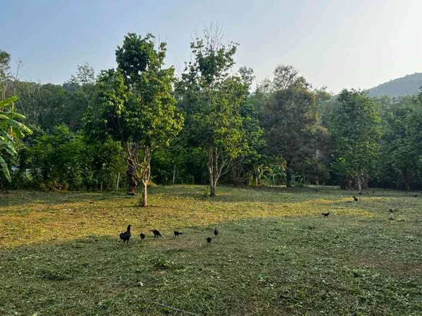 ขายที่ดิน ทำเลดี ใกล้ทะเล เกาะช้าง จังหวัดตราด