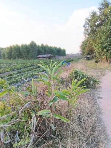 จากใจคนขายถึงใจผู้ซื้อ ที่ติดแม่น้ำโขง ต.กุดบง อ.โพนพิสัย จ.หนองคาย หลังติดแม่น้ำโขง ไร่ละ 2ล้านบาท โทร 096-882-1857