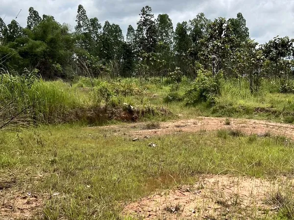 ขายด่วน! ที่ดินอุบลฯ 5 ไร่ สวยๆ เพียง 800,000 บาท คุ้มกว่านี้ไม่มีอีกแล้ว!!