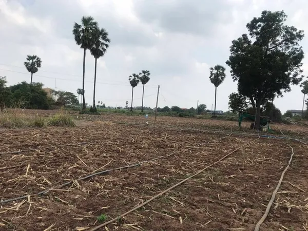 จากใจคนขายถึงใจผู้ซื้อ ขายที่สวยติดแม่น้ำน่าน ชุมแสง จ.นครสวรรค์ 300000 บาท.วิวแม่น้ำเกษตรดีงามสวยสมบูรณ์